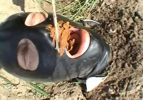 Piknick Scat
