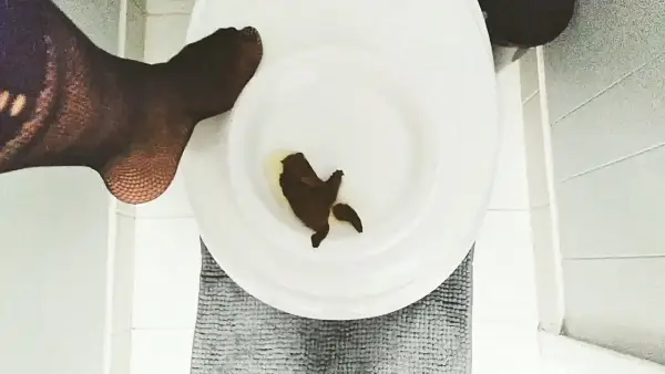 Pottyqueen – Quick snack for my bitch